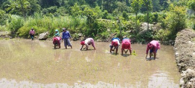  आज असार १५ गते, रोपाहारहरुलाई धान रोप्ने चटारो 